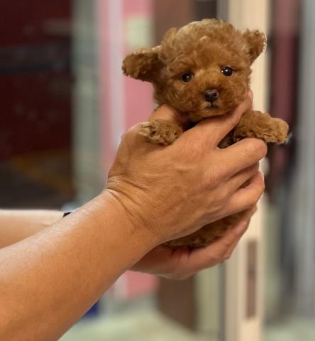 トイプードル超サプライズ特価の子💕Tカップサイズ確定の超可愛い子💕《プレミアクラス》💕実際に見たら驚きの見事なドワーフ体型の子💕プライスはご遠慮なくご相談くださいね💕