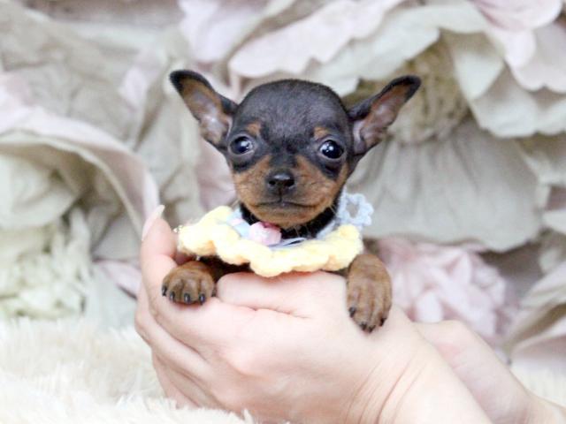 ミニチュアピンシャー