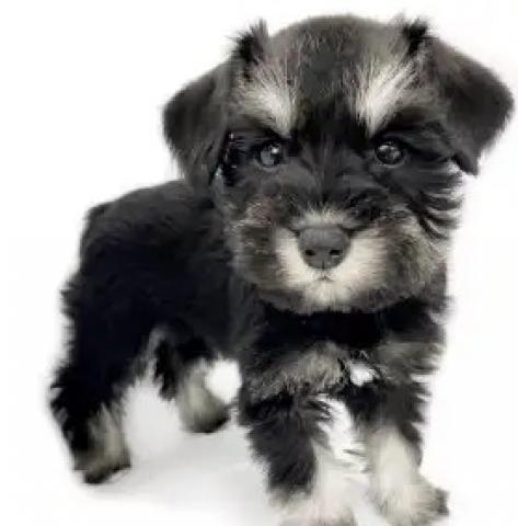 ミニチュアシュナウザー