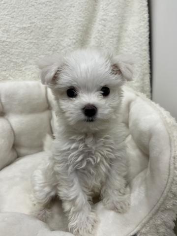 マルチーズ×トイプードル