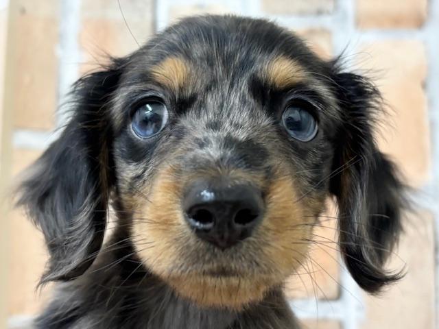 ミニチュアダックスフンド