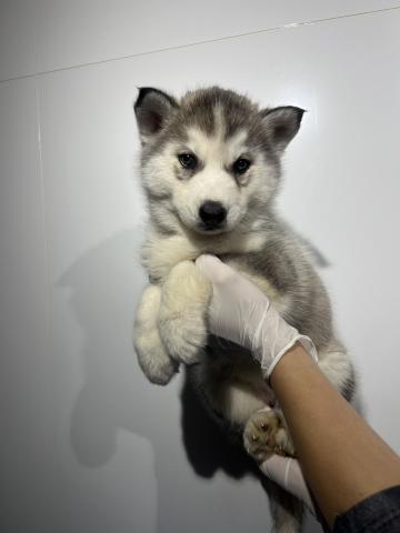 シベリアンハスキー9657