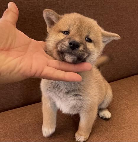 柴犬超サプライズ特価の子💕人気の柴犬💕おトイレも覚えた賢い子💕素敵な飼い主さん募集中💕 プライスはご遠慮なくご相談くださいね💕