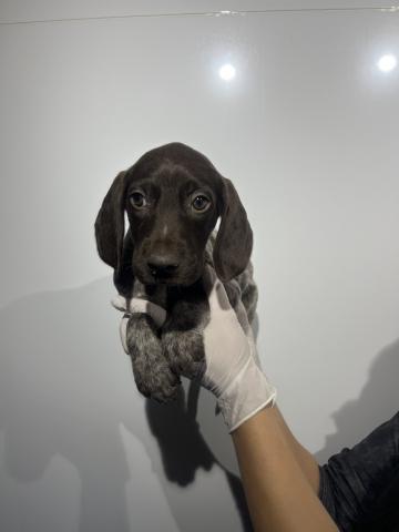 ジャーマンショートヘアーポインター