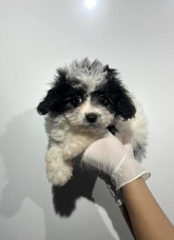 MIXマルチーズ×トイプードル