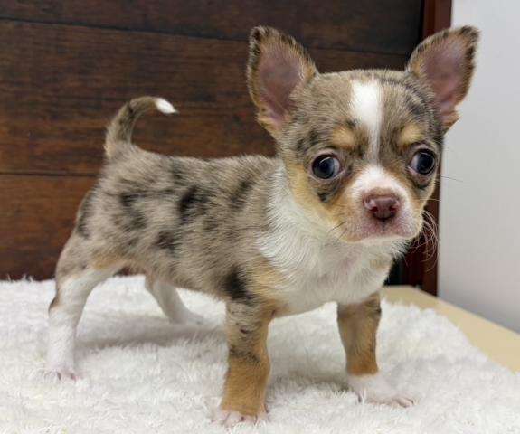 チワワ（スムースコート）