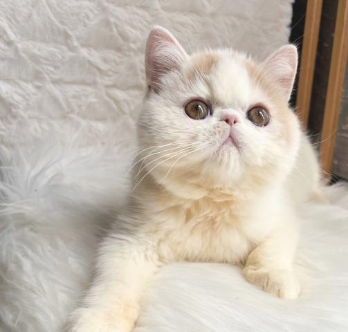 エキゾチックショートヘアー