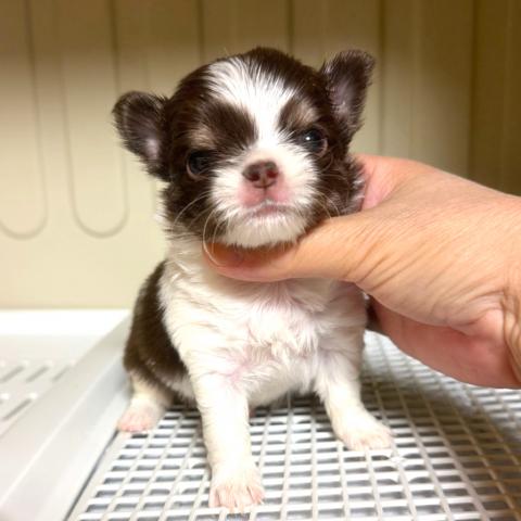 チワワ（ロングコート）