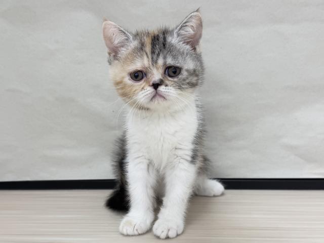 エキゾチックショートヘアー