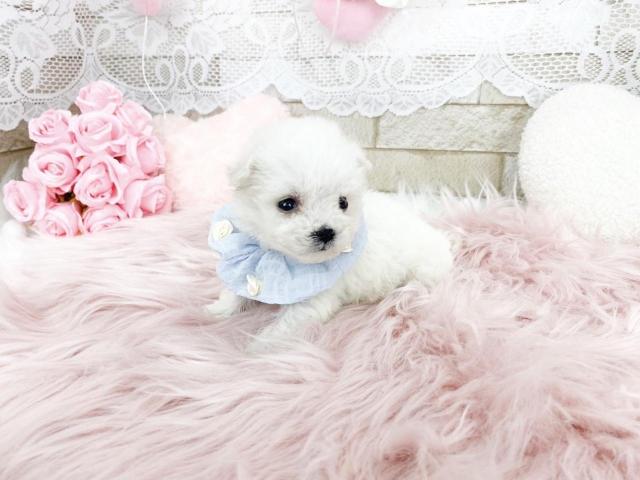 ビションフリーゼ