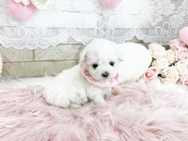 ビションフリーゼ