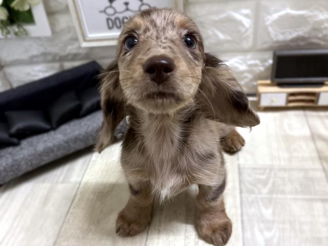 ☆60日間医療補償をお付けする事ができます☆