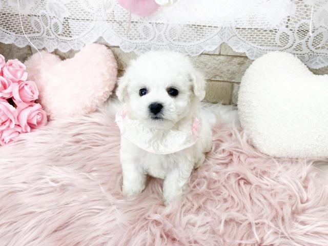 ビションフリーゼ