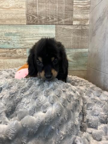 ミニチュアダックスフンド