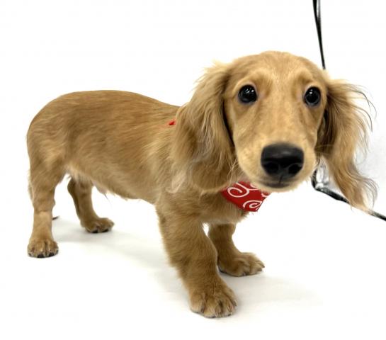 ミニチュアダックスフンド