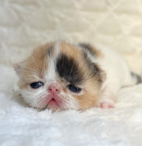 エキゾチックショートヘアー