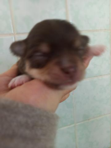 チワワ（ロングコート）