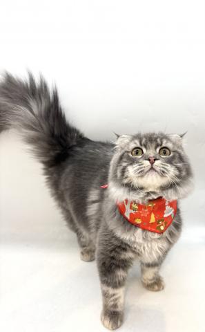 スコティッシュフォールド