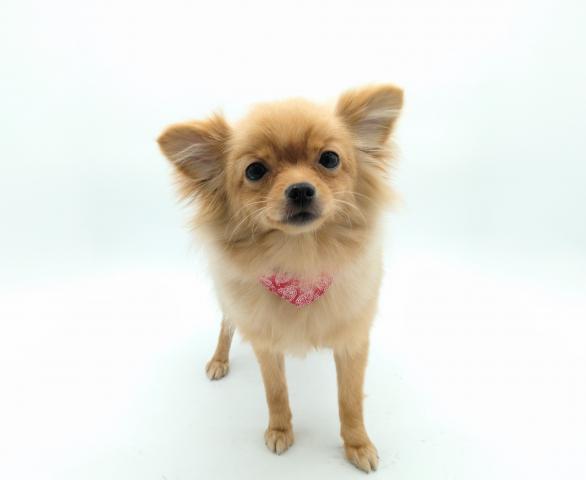 MIX ポメラニアン×チワワ