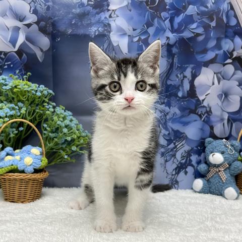 アメリカンショートヘアー