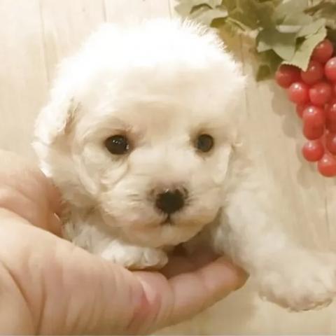 ティーカッププードル