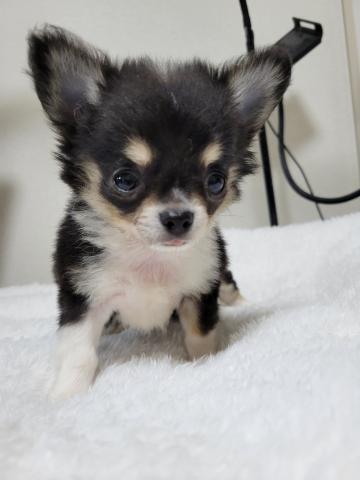 チワワ（ロングコート）