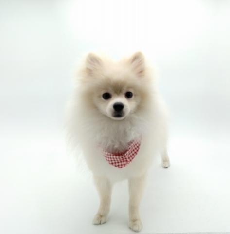 ポメラニアン