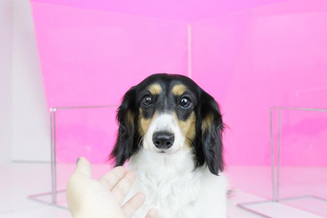 ミニチュアダックスフンド