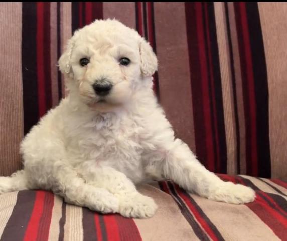 スタンダードプードル