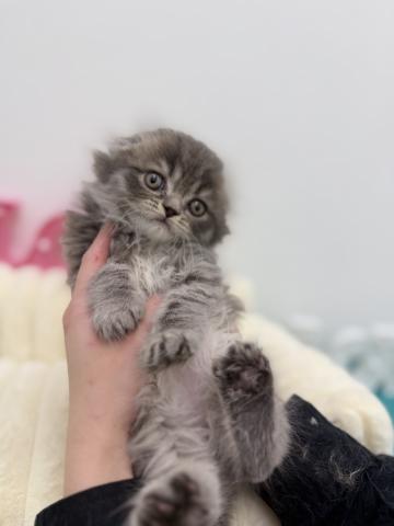 スコティッシュフォールド