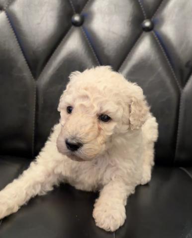 スタンダードプードル