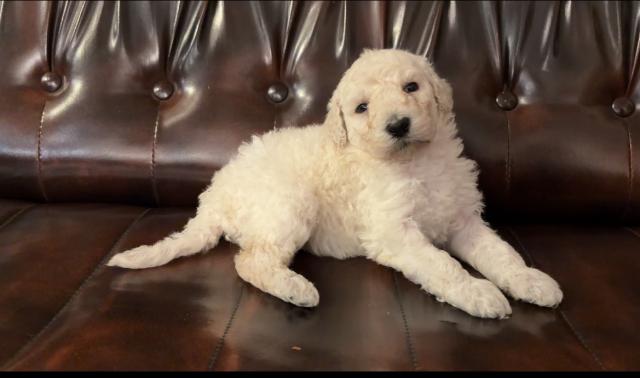 スタンダードプードル