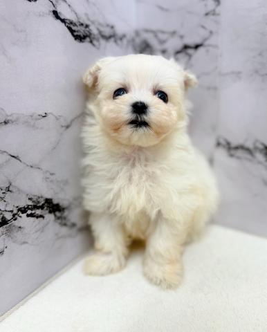 MIXマルチーズ×トイプードル