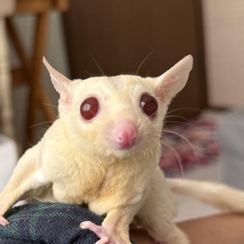 クリミノホワイトフェイス