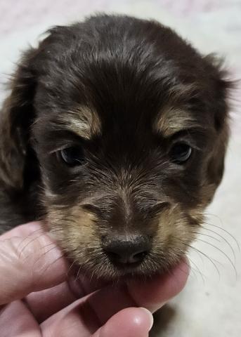 ミニチュアダックスフンド