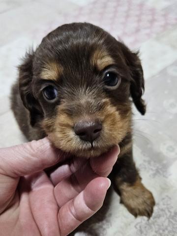 ミニチュアダックスフンド