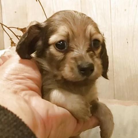 ミニチュアダックスフンド(ロング)