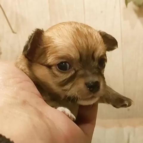 チワワ（ロングコート）