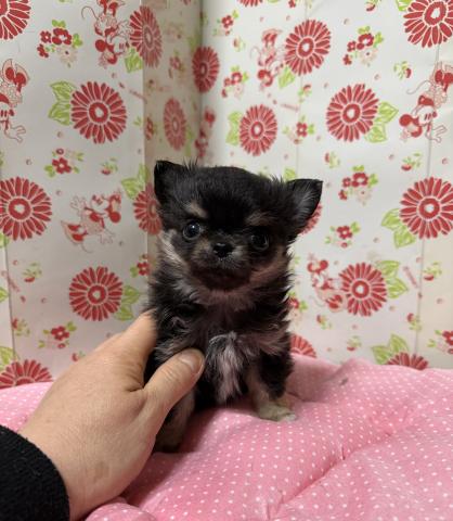 チワワ（ロングコート）