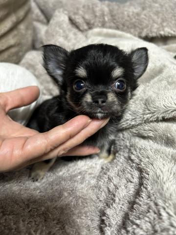 チワワ（ロングコート）