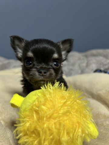 チワワ（ロングコート）