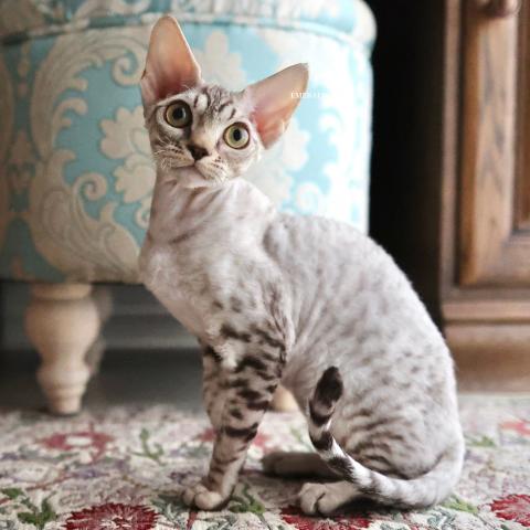 デボンレックス