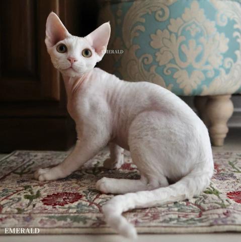 デボンレックス