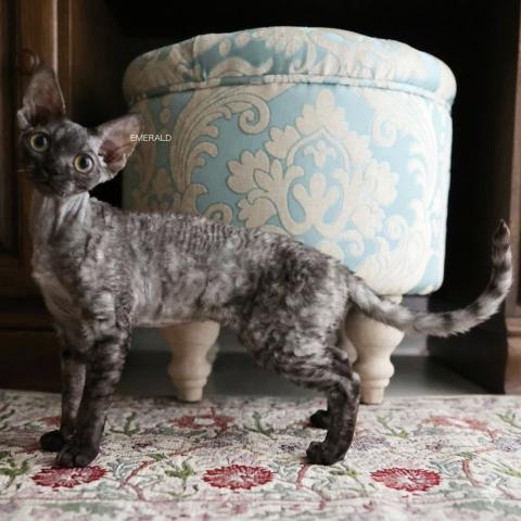 デボンレックス