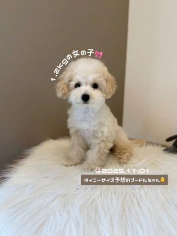 トイプードル女の子らしい優しい顔立ち💕