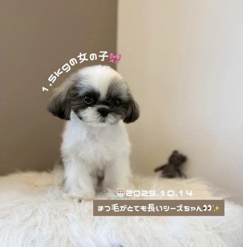シーズー✩癒し系の女の子✩