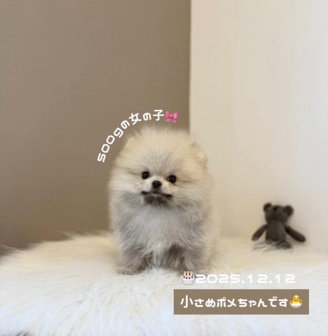 ポメラニアン🐻ྀིぬいぐるみみたいな可愛さ🐻ྀི