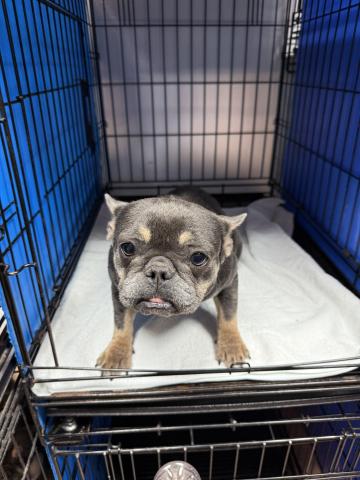 フレンチブルドッグ