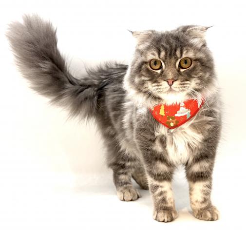 スコティッシュフォールド