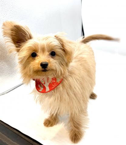 MIX犬（チワワ×トイプードル）